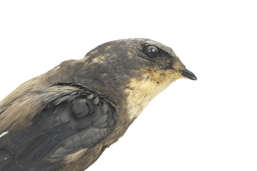 White-Throated Needletail perching on wooden mount facing forward