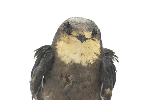 White-Throated Needletail perching on wooden mount facing forward