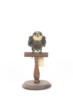 White-Throated Needletail perching on wooden mount facing forward