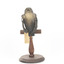 White-Throated Needletail perching on wooden mount facing forward