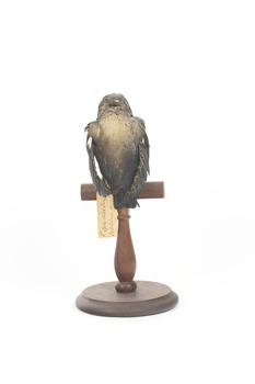 White-Throated Needletail perching on wooden mount facing forward