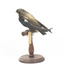 White-Throated Needletail perching on wooden mount facing forward
