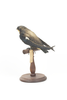 White-Throated Needletail perching on wooden mount facing forward
