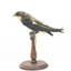 White-Throated Needletail perching on wooden mount facing forward