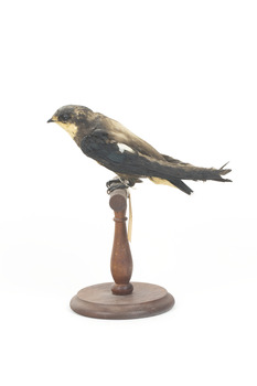 White-Throated Needletail perching on wooden mount facing forward
