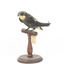 White-Throated Needletail perching on wooden mount facing forward