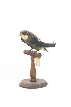 White-Throated Needletail perching on wooden mount facing forward