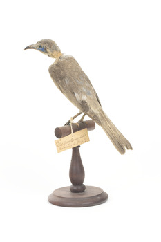 Little Friarbird Back Left. Original identification tag hanging from left foot. Evidence of pest damage on back of neck.