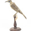 Little Friarbird left side