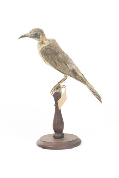 Little Friarbird left side