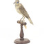 Little Friarbird facing forward left