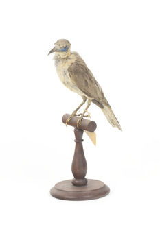 Little Friarbird facing forward left