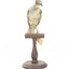 Little Friarbird taxidermy specimen, front view