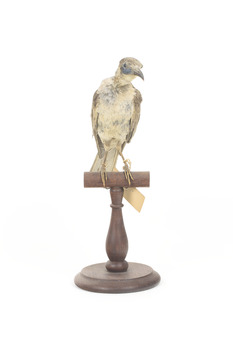 Little Friarbird taxidermy specimen, front view