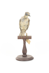 Little Friarbird taxidermy specimen, front view