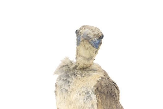 Little friarbird, front up close.