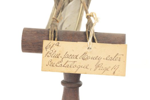 Little friarbird identification tag. Text says 61a/ Blue faced Honey Eater/ see catalogue, Page 19