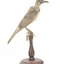 Little Friarbird, right. 