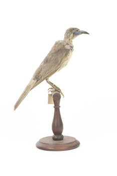 Little Friarbird, right. 