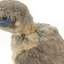 Little Friarbird, close back left. Shows serious pest damage to back of neck and minimal damage above eye.