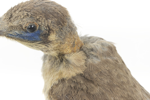 Little Friarbird, close back left. Shows serious pest damage to back of neck and minimal damage above eye.