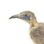 Little friarbird, left close up. Shows evidence of pest damage to back of neck.