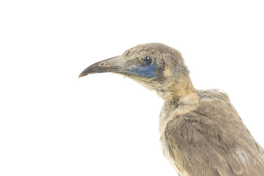 Little friarbird, left close up. Shows evidence of pest damage to back of neck.