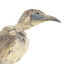Little friarbird, right close up. 