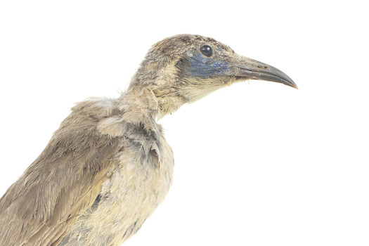 Little friarbird, right close up. 