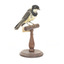 Front right view of Golden Whistler