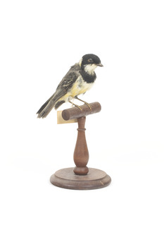Front right view of Golden Whistler