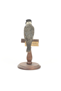 Back view of Golden Whistler