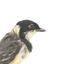 Close right view of Golden Whistler