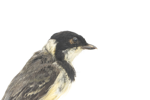 Close right view of Golden Whistler