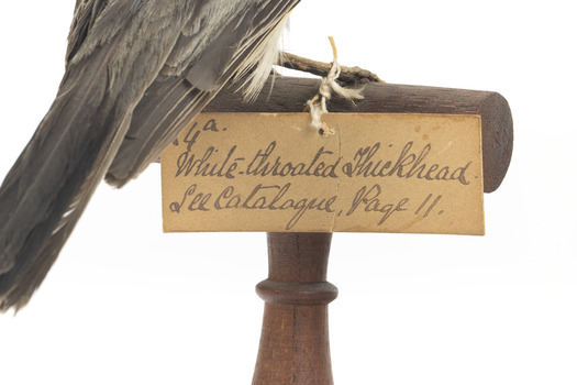 Identification tag. Reads: (?)4a White Throated Thickhead / See catalogue, page 11