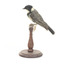 Left view of Golden Whistler