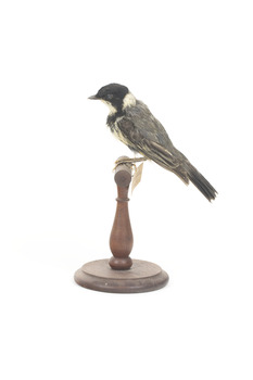 Left view of Golden Whistler
