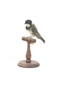 Front left view of Golden Whistler specimen