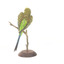 Budgie, back view