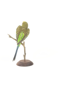 Budgie, back view