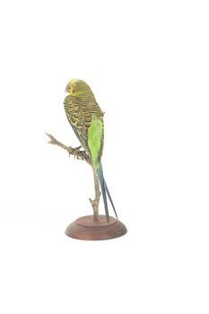 Budgie back view. 