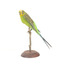 Budgie, left view. 
