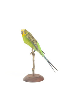 Budgie, left view. 