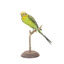 Budgie, front left view