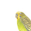 Budgie, close left view