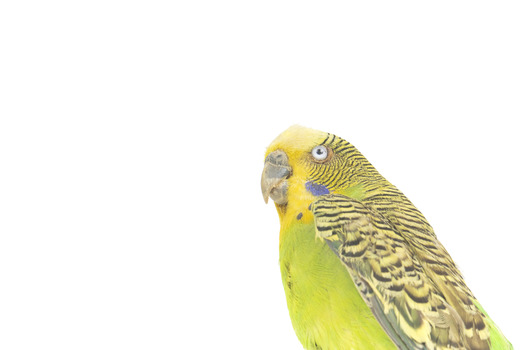 Budgie, close left view