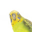 Budgie, close front view