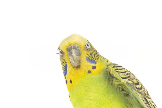 Budgie, close front view