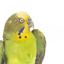 Budgie, close right