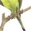 Budgie, close view of feet